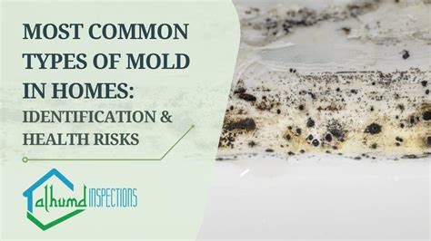 Guide to Identifying Mold Types and Mold Inspection Services - THE ...