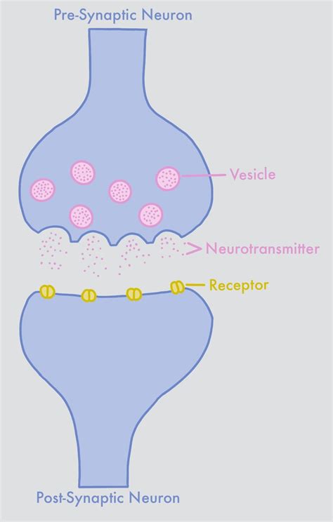 Neurotransmitters (9-12) — Project Synapse