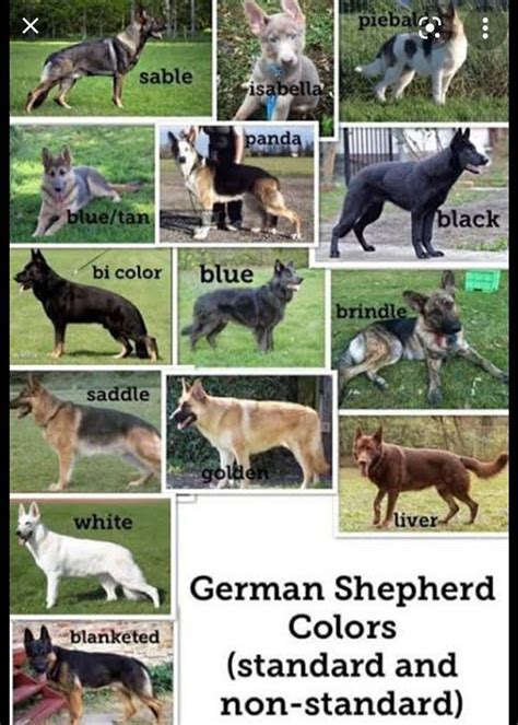 Different colours of German shepherd dog 🐕 | German shepherd colors, German shepherd dogs ...