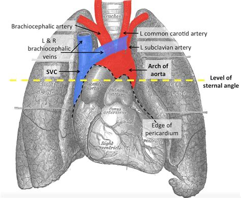 The Superior Mediastinum - Borders - Contents - TeachMeAnatomy