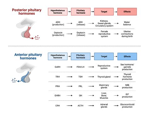 Anterior and Posterior Pituitary Hormones | BioRender Science Templates