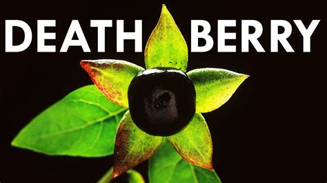 Deadly Nightshade Has The Deadliest Berries On Earth - YouTube