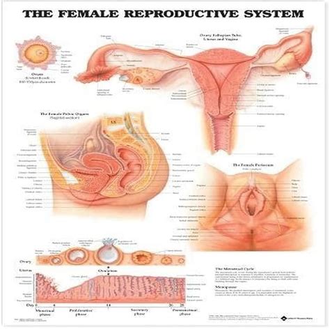 Female Reproductive System Uterus Anatomy AnatomyStuff, 55% OFF