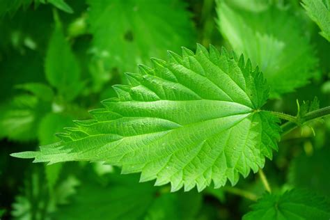 Wild Foraging: How To Identify, Harvest, Store and Use Stinging Nettle - The Daring Gourmet