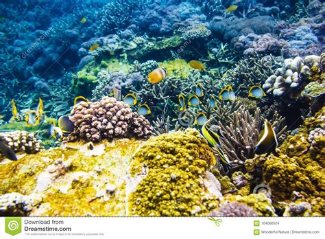 Tropical Fishes on the Coral Reef, Indian Ocean, Bali Stock Photo ...