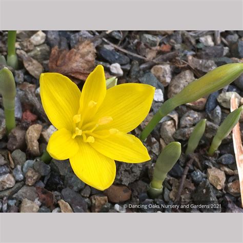 Sternbergia lutea, Winter Daffodil – Dancing Oaks Nursery and Gardens