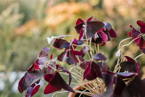 How to Grow and Care for Purple Shamrock (False Shamrock)