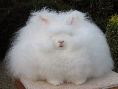 Angora Rabbit - Virily