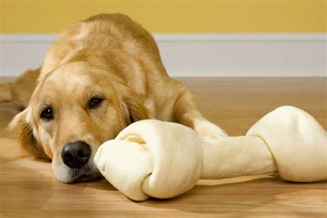 Why Is Rawhide Bones Bad For Dogs