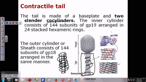 T4 phage structure - YouTube