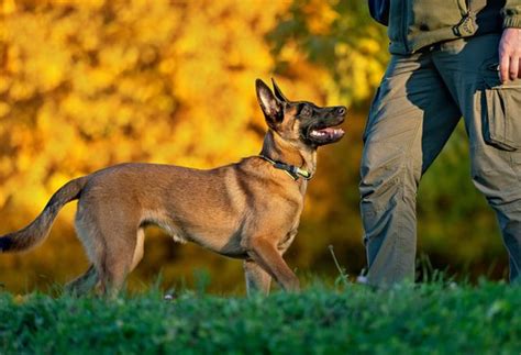 Dog Anxiety Training Fountain Hills | Every Day Interests