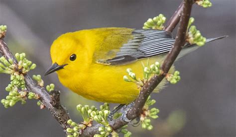 Prothonotary Warbler - Owen Deutsch Photography