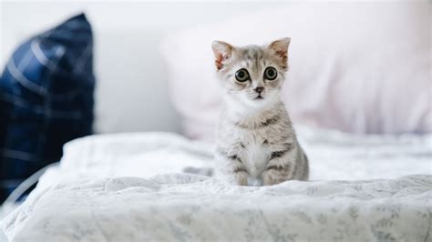 Get to Know the Cutest Cat Breeds on the Planet | Suddenly Cat: Cute Cat Things For Cute Cat People