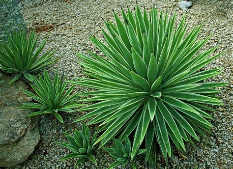 Yucca Plant in the Arizona Desert Photograph by Kami McKeon - Pixels