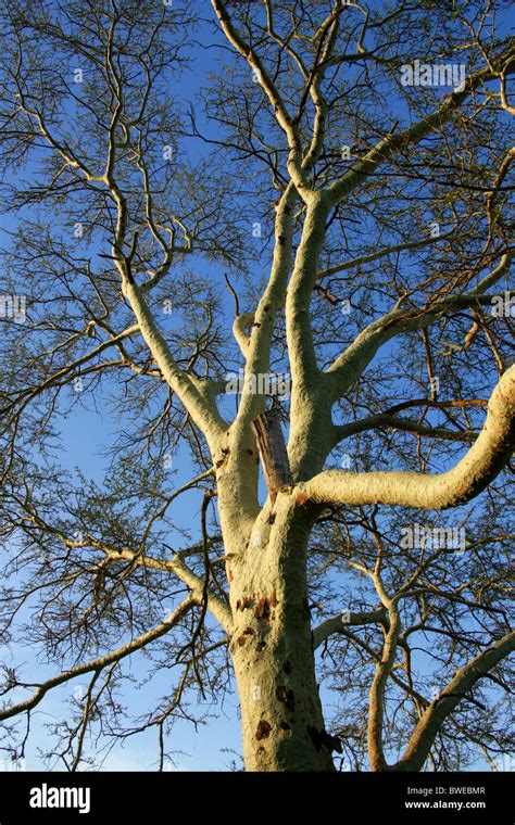 Fever Tree, Acacia xanthophloea, Fabaceae, South Africa Stock Photo - Alamy