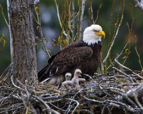 Two-day-old bald eagle chicks active in nest | The Spokesman-Review