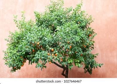 Seville Orange Trees Stock Photo 1027646467 | Shutterstock