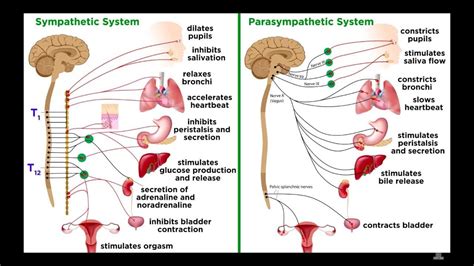 The Parasympathetic Nervous System Explained | Recovery Systems