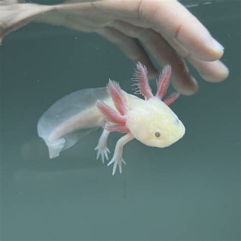 Hypomelanistic Melanoid Axolotl | Axolotls For Sale | Axolotl Planet