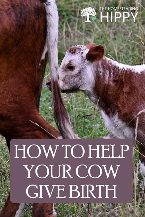 Calving a Cow - How To Help Your Cow Give Birth