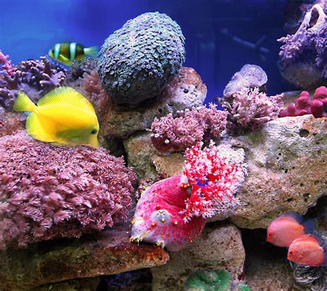 Aquarium, fish, sea, water, HD wallpaper | Peakpx