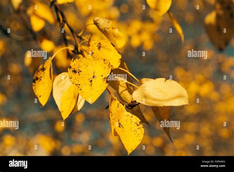 Autumn leaves closeup Stock Photo - Alamy