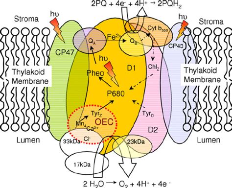 Photosystem 2 Diagram