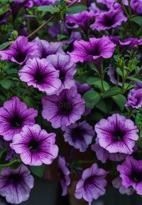 Bouquet of Purple Petunias in a Flower Pot Stock Image - Image of closeup, beautiful: 150987797