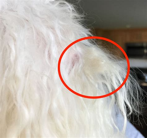 Why Your Dog's Coat Gets Matted — and What You Can Do About It