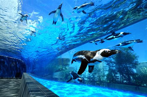 今すぐ行きたい！ プロが選ぶオススメの水族館ベスト10（5位～1位） | 朝日新聞デジタル&TRAVEL（アンド・トラベル）