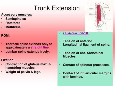 PPT - 3 Movements of the Trunk PowerPoint Presentation, free download - ID:6058061