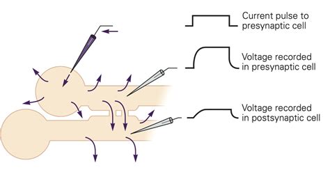 Chemical and Electrical Synapses – Synapses, Neurotransmitter Receptors