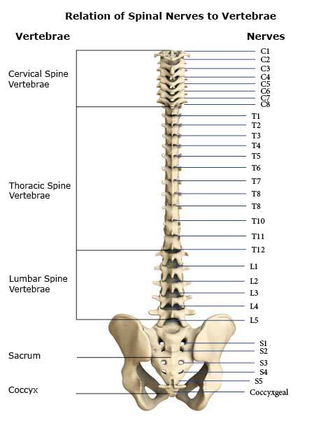 Trapped Nerves: Causes & Treatment | Buxton Osteopathy Clinic