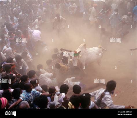 Jallikattu Stock Photos & Jallikattu Stock Images - Alamy