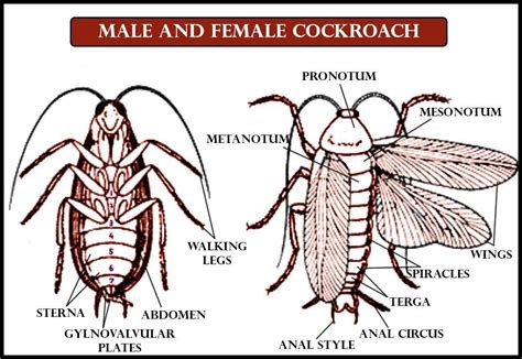 Indian Female Anatomy