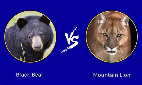 Bear Vs Mountain Lion