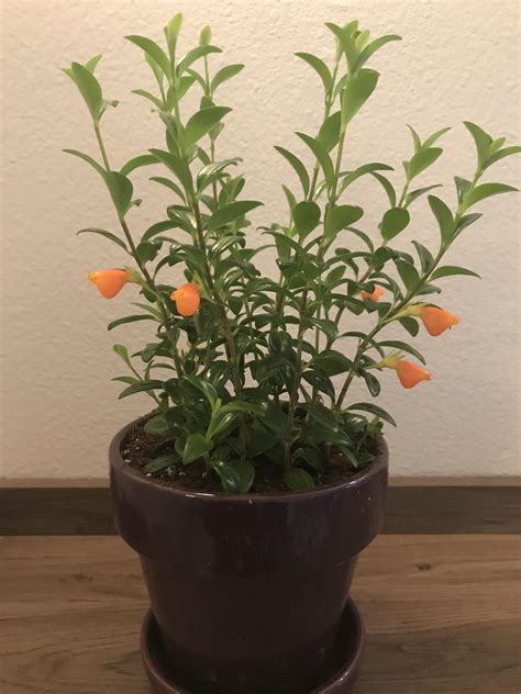 Goldfish plant is blooming! : r/houseplants