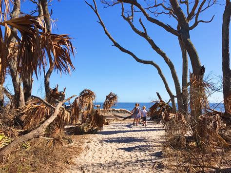 Driftwood Beach Jekyll Island, Georgia - everything you need to know