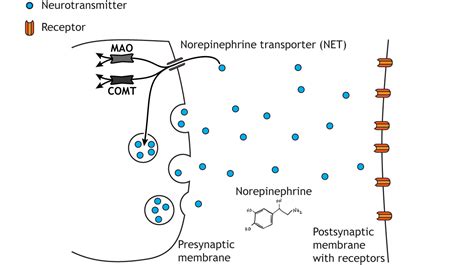 Neurotransmitter Clearance – Foundations of Neuroscience