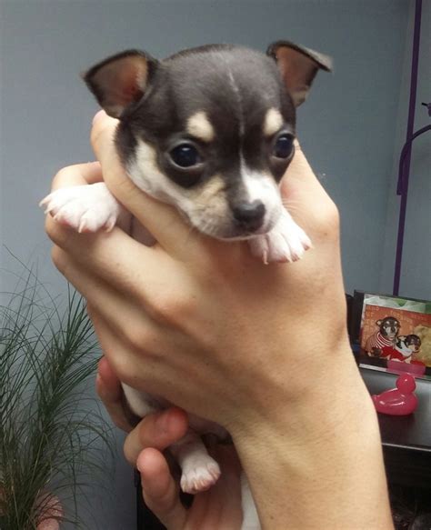 Chihuahua Puppies For Sale | Lenoir, NC #278944 | Petzlover