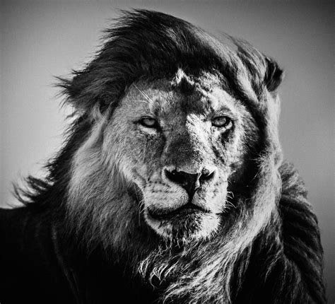 Lion Wallpaper Black and White (50+ images)