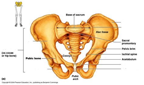 Pelvic Girdle Labeling Diagram | Quizlet