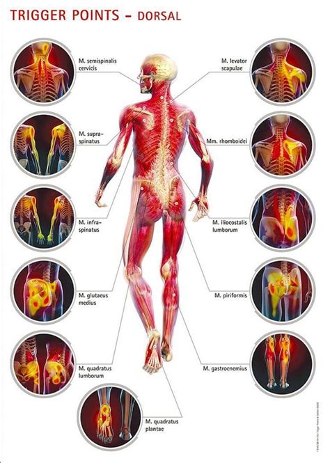 Pin on Muscles and Massage