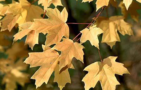 Florida Maple - Acer barbatum spp. floridanum