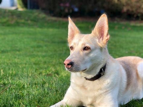 27 Husky Mixes: The Best Furry, Winter Warrior Mixed Breeds!