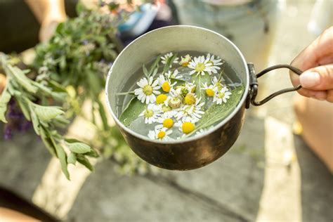 What to Grow in a Tea Garden, According to a Gardener | Well+Good