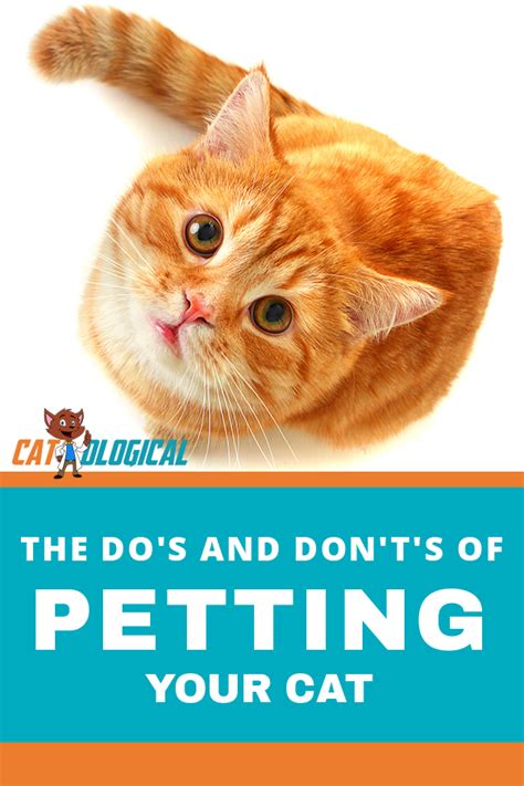 A guide to petting your cat do s don t s and petting zones – Artofit