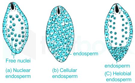 [Solved] In an angiosperm the 'free nuclear division' takes p