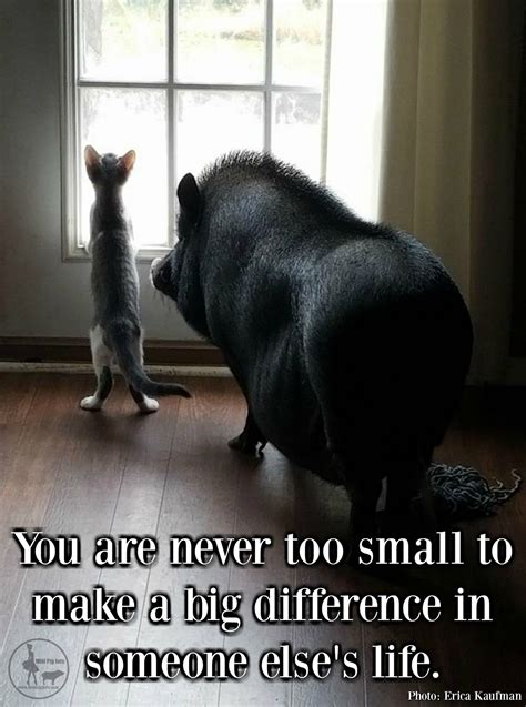 Never too small | Cute pigs, Baby pigs, Cute piglets