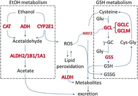 1 Description of enzymes that participate in ethanol metabolism ...